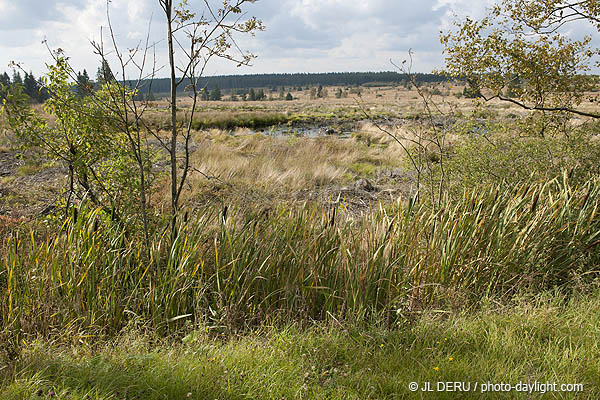 les Hautes Fagnes